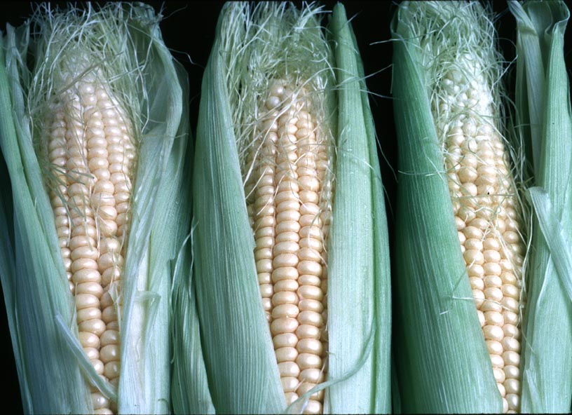Late-season weather affecting corn crop